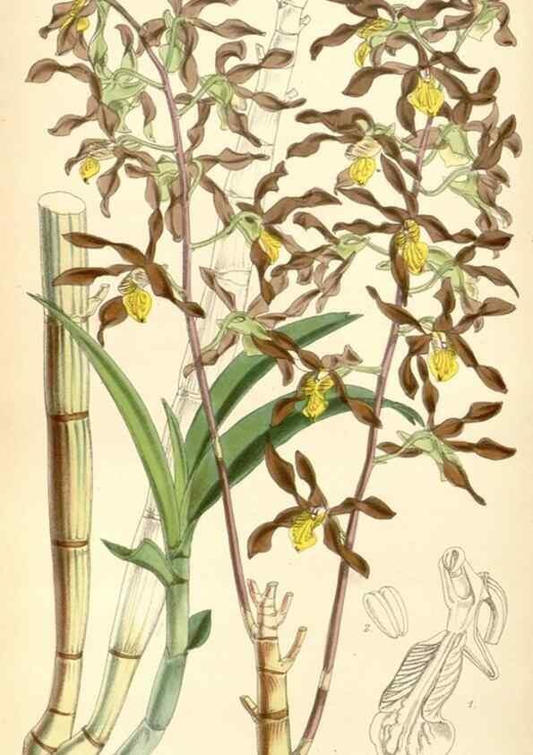 Reproducción/Reproduction 8569833398: Curtis's botanical magazine.. London ;New York [etc.] :Academic Press [etc.]