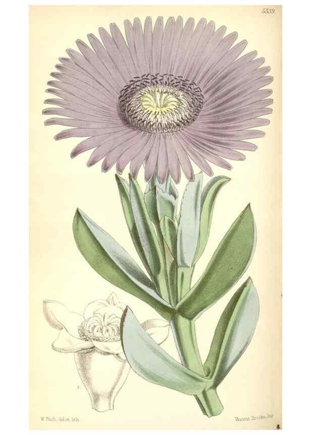 Reproducción/Reproduction 8569832630: Curtis's botanical magazine.. London ;New York [etc.] :Academic Press [etc.]
