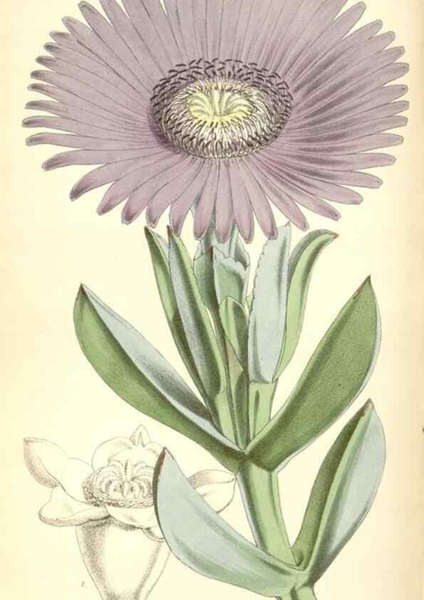 Reproducción/Reproduction 8569832630: Curtis's botanical magazine.. London ;New York [etc.] :Academic Press [etc.]