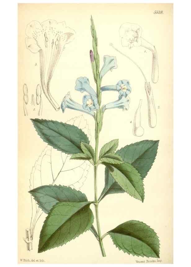 Reproducción/Reproduction 8568734097: Curtis's botanical magazine.. London ;New York [etc.] :Academic Press [etc.]