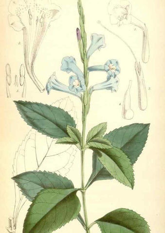 Reproducción/Reproduction 8568734097: Curtis's botanical magazine.. London ;New York [etc.] :Academic Press [etc.]