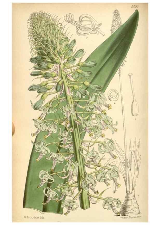 Reproducción/Reproduction 8569816462: Curtis's botanical magazine.. London ;New York [etc.] :Academic Press [etc.]