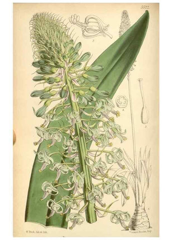 Reproducción/Reproduction 8569816462: Curtis's botanical magazine.. London ;New York [etc.] :Academic Press [etc.]