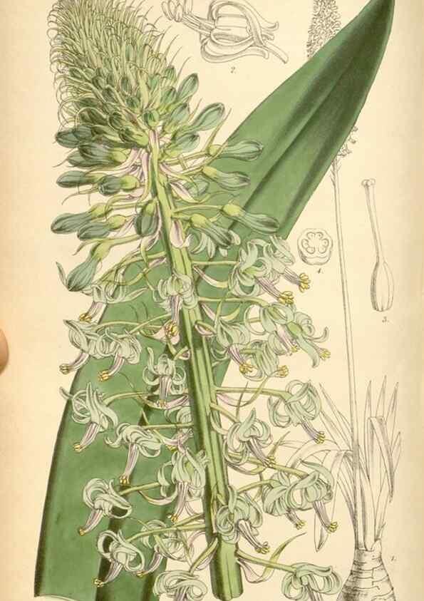 Reproducción/Reproduction 8569816462: Curtis's botanical magazine.. London ;New York [etc.] :Academic Press [etc.]
