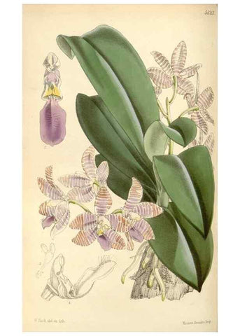 Reproducción/Reproduction 8569817318: Curtis's botanical magazine.. London ;New York [etc.] :Academic Press [etc.]