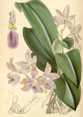 Reproducción/Reproduction 8569817318: Curtis's botanical magazine.. London ;New York [etc.] :Academic Press [etc.]