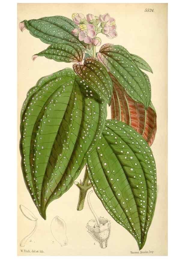 Reproducción/Reproduction 8569818520: Curtis's botanical magazine.. London ;New York [etc.] :Academic Press [etc.]