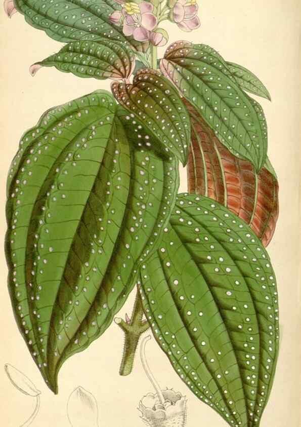 Reproducción/Reproduction 8569818520: Curtis's botanical magazine.. London ;New York [etc.] :Academic Press [etc.]