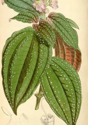 Reproducción/Reproduction 8569818520: Curtis's botanical magazine.. London ;New York [etc.] :Academic Press [etc.]