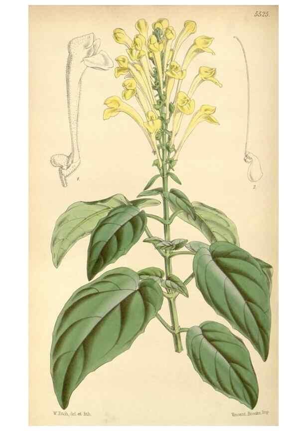 Reproducción/Reproduction 8568722215: Curtis's botanical magazine.. London ;New York [etc.] :Academic Press [etc.]