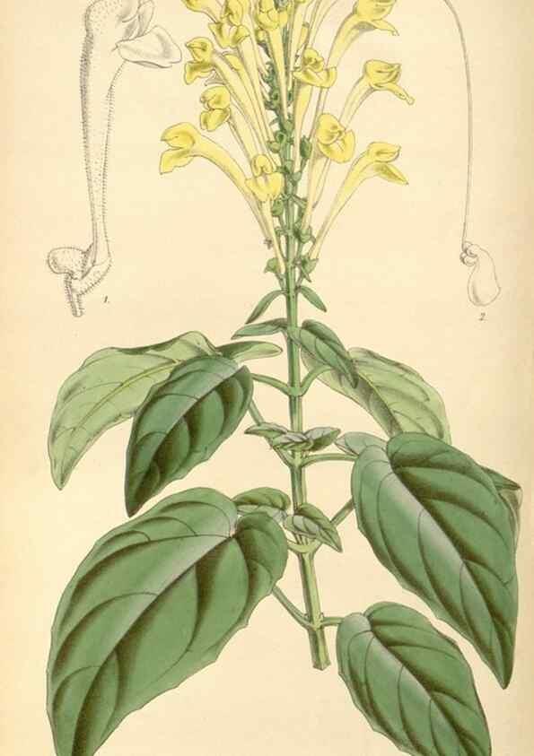 Reproducción/Reproduction 8568722215: Curtis's botanical magazine.. London ;New York [etc.] :Academic Press [etc.]