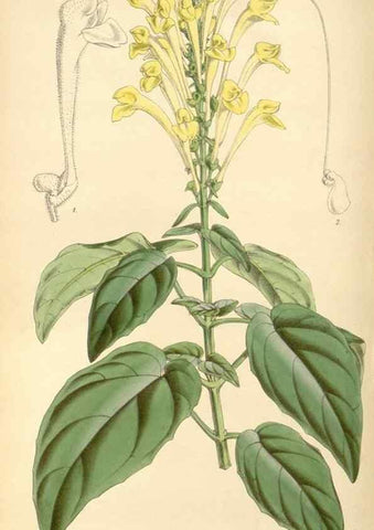 Reproducción/Reproduction 8568722215: Curtis's botanical magazine.. London ;New York [etc.] :Academic Press [etc.]