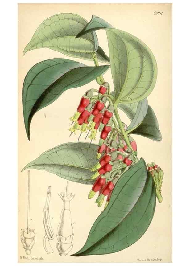 Reproducción/Reproduction 8569820848: Curtis's botanical magazine.. London ;New York [etc.] :Academic Press [etc.]