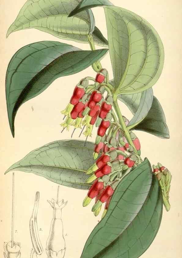 Reproducción/Reproduction 8569820848: Curtis's botanical magazine.. London ;New York [etc.] :Academic Press [etc.]