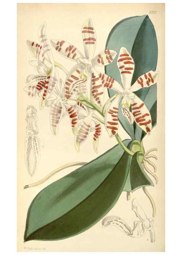 Reproducción/Reproduction 8569821918: Curtis's botanical magazine.. London ;New York [etc.] :Academic Press [etc.]
