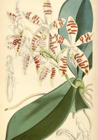 Reproducción/Reproduction 8569821918: Curtis's botanical magazine.. London ;New York [etc.] :Academic Press [etc.]