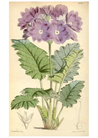 Reproducción/Reproduction 8569822864: Curtis's botanical magazine.. London ;New York [etc.] :Academic Press [etc.]