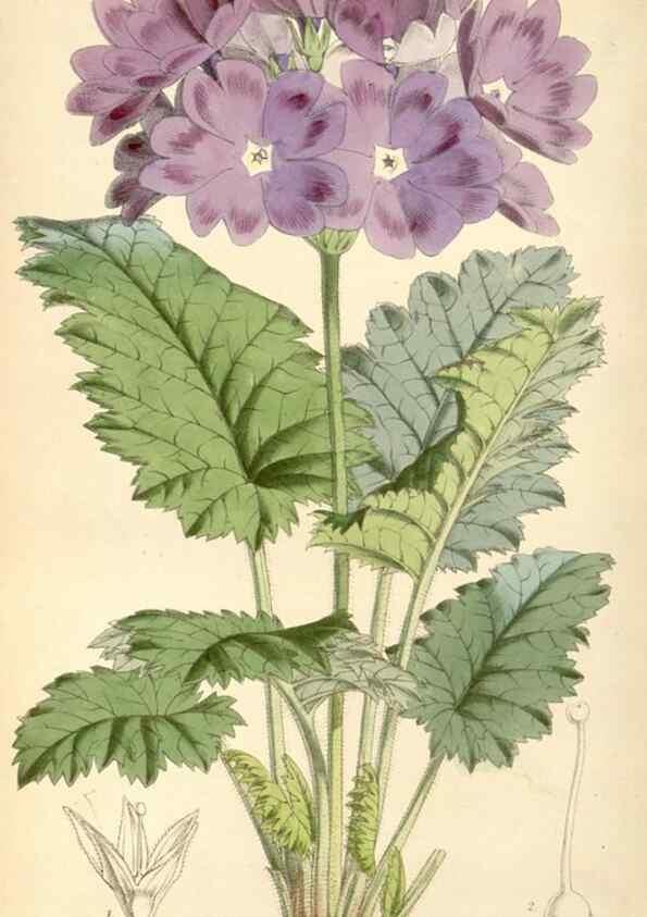 Reproducción/Reproduction 8569822864: Curtis's botanical magazine.. London ;New York [etc.] :Academic Press [etc.]