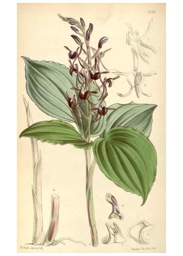 Reproducción/Reproduction 8568726347: Curtis's botanical magazine.. London ;New York [etc.] :Academic Press [etc.]