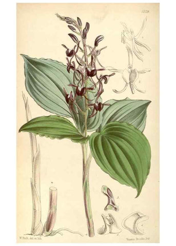 Reproducción/Reproduction 8568726347: Curtis's botanical magazine.. London ;New York [etc.] :Academic Press [etc.]