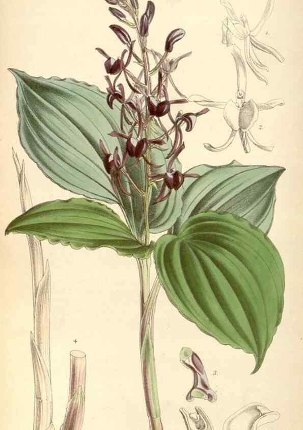 Reproducción/Reproduction 8568726347: Curtis's botanical magazine.. London ;New York [etc.] :Academic Press [etc.]