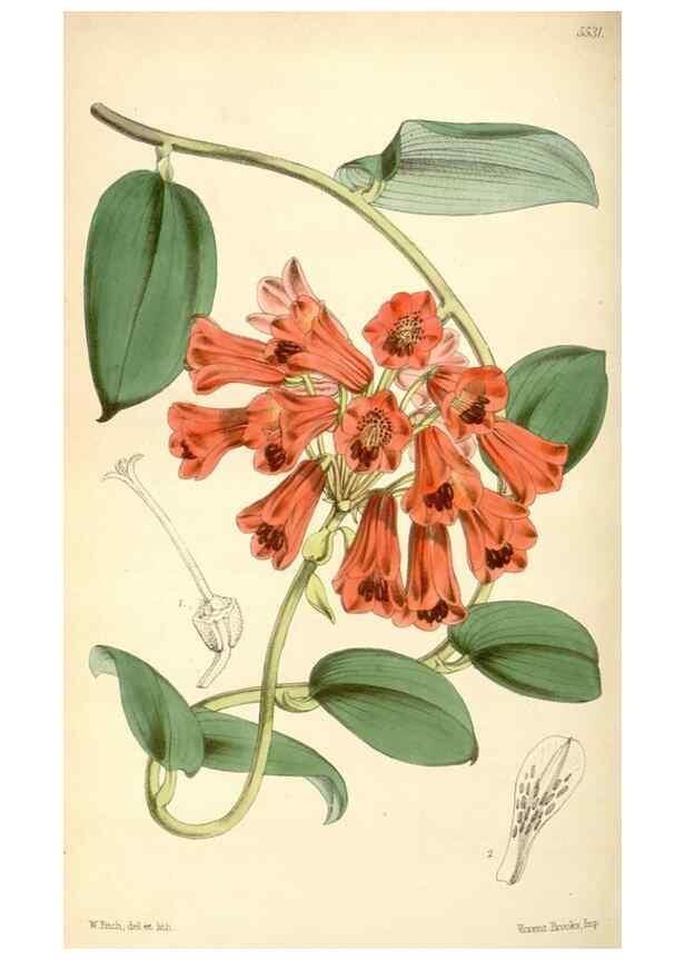 Reproducción/Reproduction 8568727971: Curtis's botanical magazine.. London ;New York [etc.] :Academic Press [etc.]