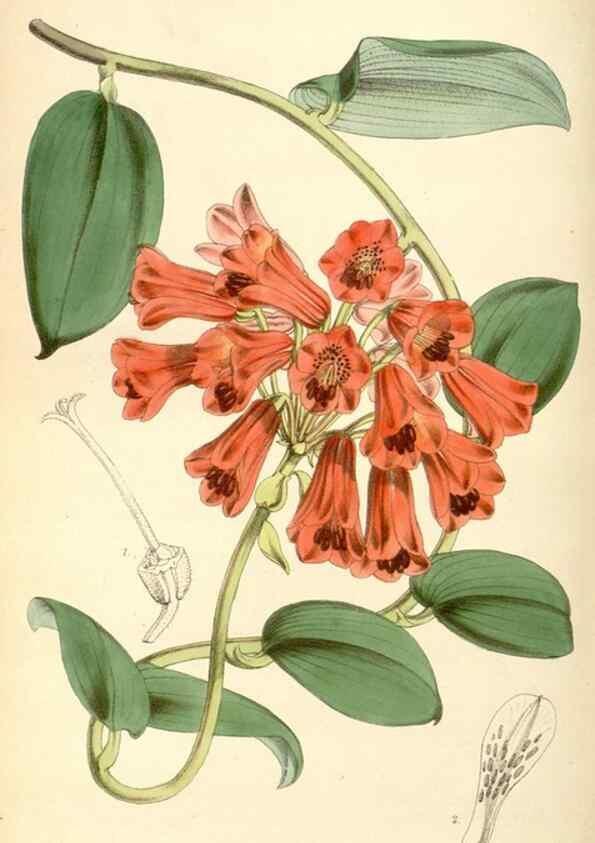 Reproducción/Reproduction 8568727971: Curtis's botanical magazine.. London ;New York [etc.] :Academic Press [etc.]