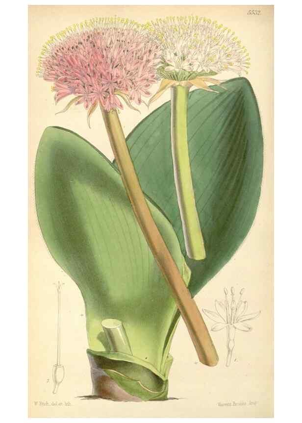 Reproducción/Reproduction 8569826076: Curtis's botanical magazine.. London ;New York [etc.] :Academic Press [etc.]