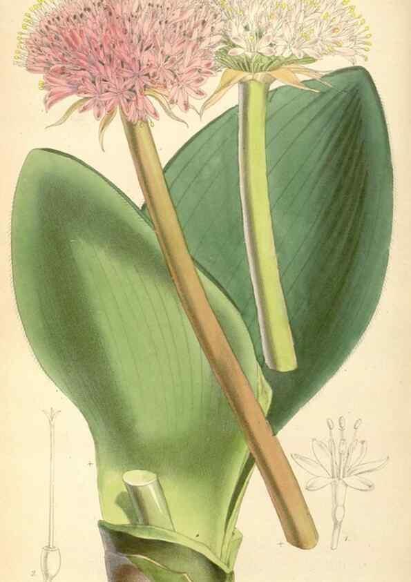 Reproducción/Reproduction 8569826076: Curtis's botanical magazine.. London ;New York [etc.] :Academic Press [etc.]