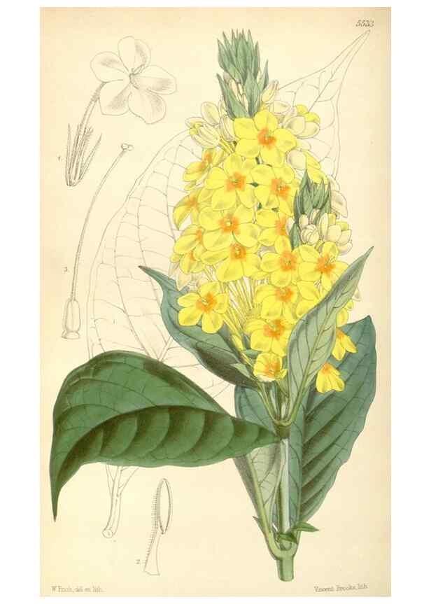 Reproducción/Reproduction 8568729371: Curtis's botanical magazine.. London ;New York [etc.] :Academic Press [etc.]