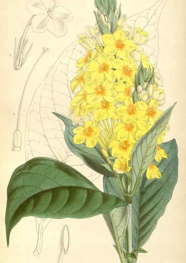 Reproducción/Reproduction 8568729371: Curtis's botanical magazine.. London ;New York [etc.] :Academic Press [etc.]
