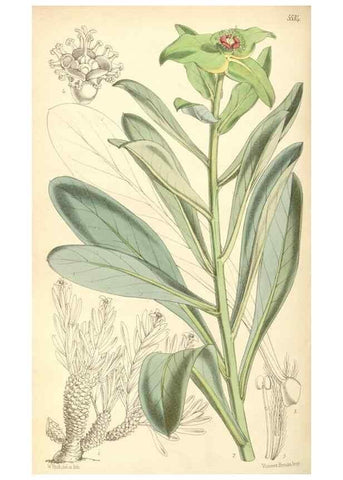 Reproducción/Reproduction 8568730171: Curtis's botanical magazine.. London ;New York [etc.] :Academic Press [etc.]