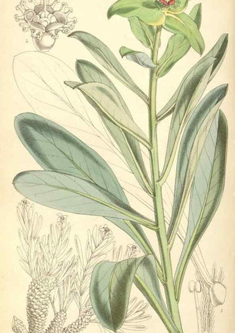 Reproducción/Reproduction 8568730171: Curtis's botanical magazine.. London ;New York [etc.] :Academic Press [etc.]