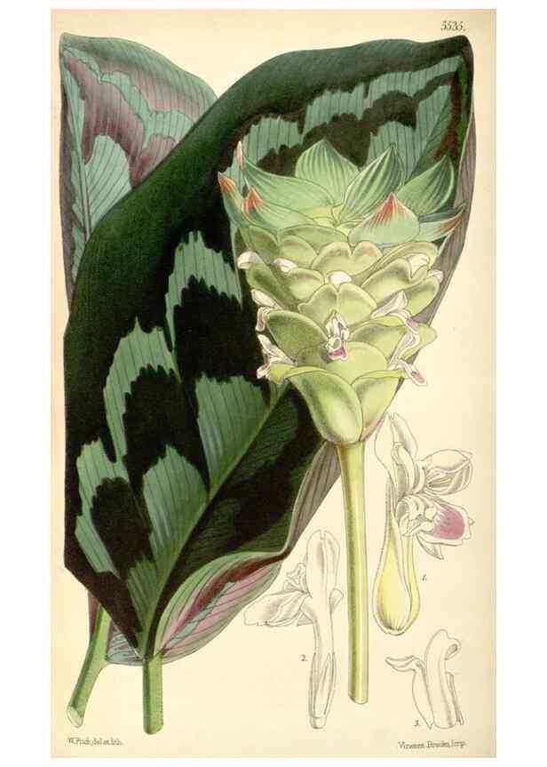 Reproducción/Reproduction 8568731625: Curtis's botanical magazine.. London ;New York [etc.] :Academic Press [etc.]