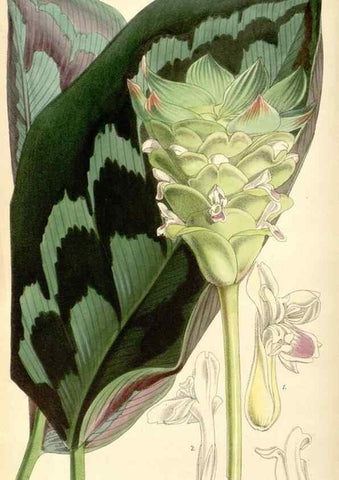 Reproducción/Reproduction 8568731625: Curtis's botanical magazine.. London ;New York [etc.] :Academic Press [etc.]