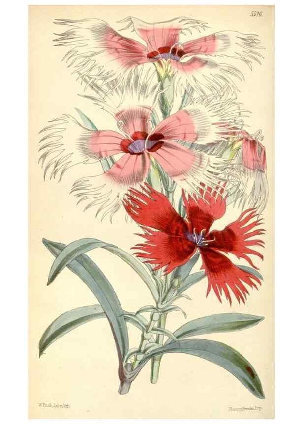 Reproducción/Reproduction 8568732491: Curtis's botanical magazine.. London ;New York [etc.] :Academic Press [etc.]
