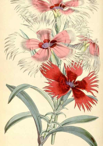 Reproducción/Reproduction 8568732491: Curtis's botanical magazine.. London ;New York [etc.] :Academic Press [etc.]
