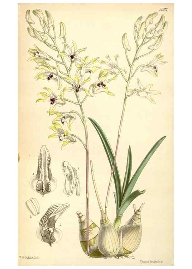 Reproducción/Reproduction 8569830928: Curtis's botanical magazine.. London ;New York [etc.] :Academic Press [etc.]
