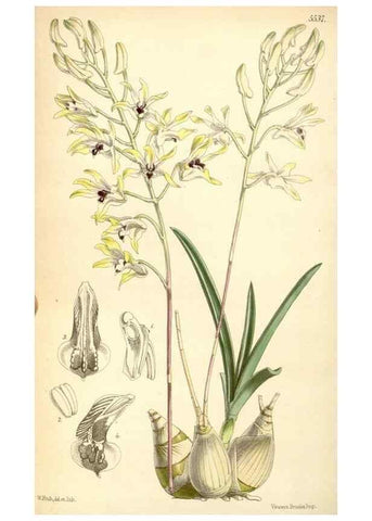Reproducción/Reproduction 8569830928: Curtis's botanical magazine.. London ;New York [etc.] :Academic Press [etc.]