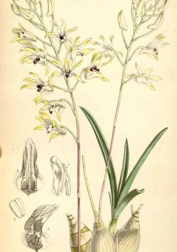 Reproducción/Reproduction 8569830928: Curtis's botanical magazine.. London ;New York [etc.] :Academic Press [etc.]