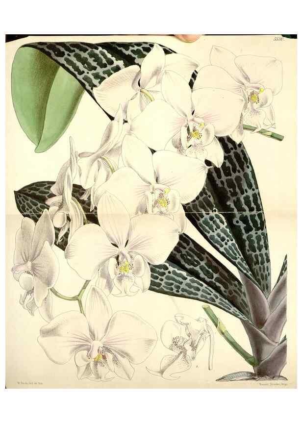 Reproducción/Reproduction 8568726917: Curtis's botanical magazine.. London ;New York [etc.] :Academic Press [etc.]