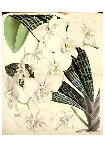 Reproducción/Reproduction 8568726917: Curtis's botanical magazine.. London ;New York [etc.] :Academic Press [etc.]