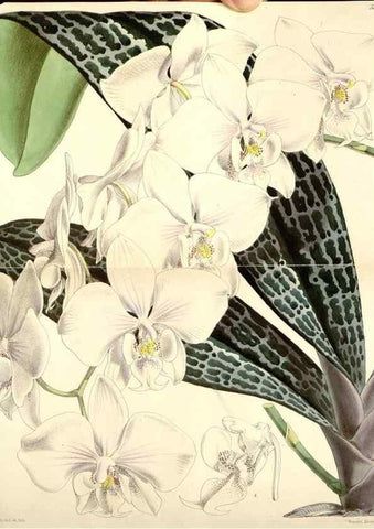 Reproducción/Reproduction 8568726917: Curtis's botanical magazine.. London ;New York [etc.] :Academic Press [etc.]