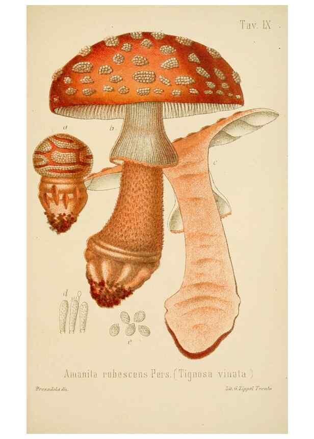 Reproducción/Reproduction 8573772335: I funghi mangerecci e velenosi dell'Europa media,. Trento,G. Zippel,1906.