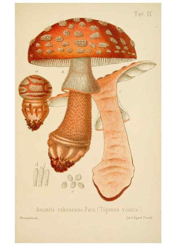 Reproducción/Reproduction 8573772335: I funghi mangerecci e velenosi dell'Europa media,. Trento,G. Zippel,1906.