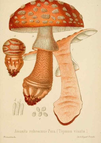 Reproducción/Reproduction 8573772335: I funghi mangerecci e velenosi dell'Europa media,. Trento,G. Zippel,1906.