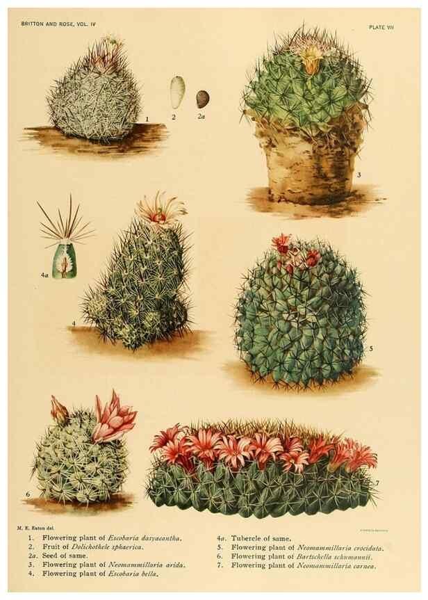 Reproducción/Reproduction 8570905987: The Cactaceae :. Washington :Carnegie Institution of Washington,1919-1923.