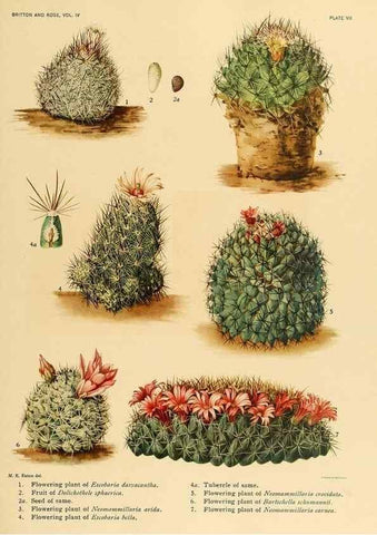 Reproducción/Reproduction 8570905987: The Cactaceae :. Washington :Carnegie Institution of Washington,1919-1923.