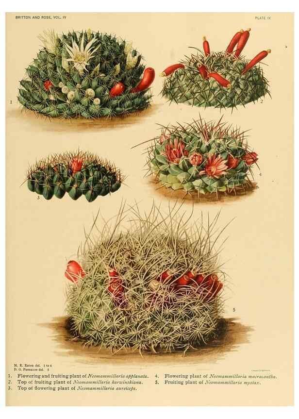 Reproducción/Reproduction 8572001954: The Cactaceae :. Washington :Carnegie Institution of Washington,1919-1923.