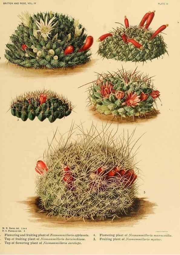 Reproducción/Reproduction 8572001954: The Cactaceae :. Washington :Carnegie Institution of Washington,1919-1923.